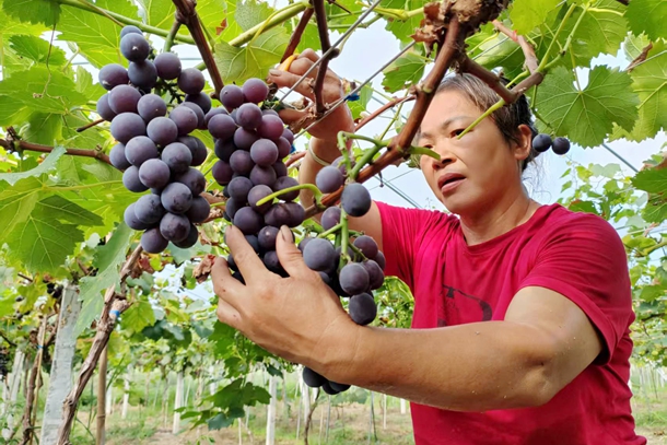 3图为村民正在采摘葡萄_副本